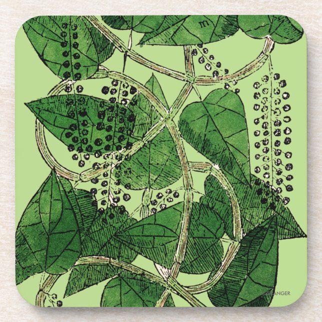 Black Pepper Plant, 1578 Coaster (Front)