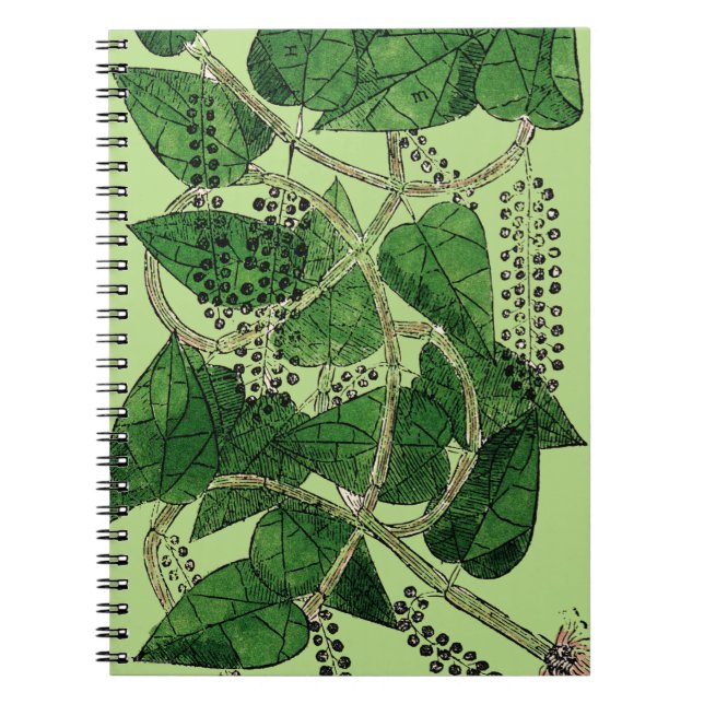 Black Pepper Plant, 1578 Notebook (Front)