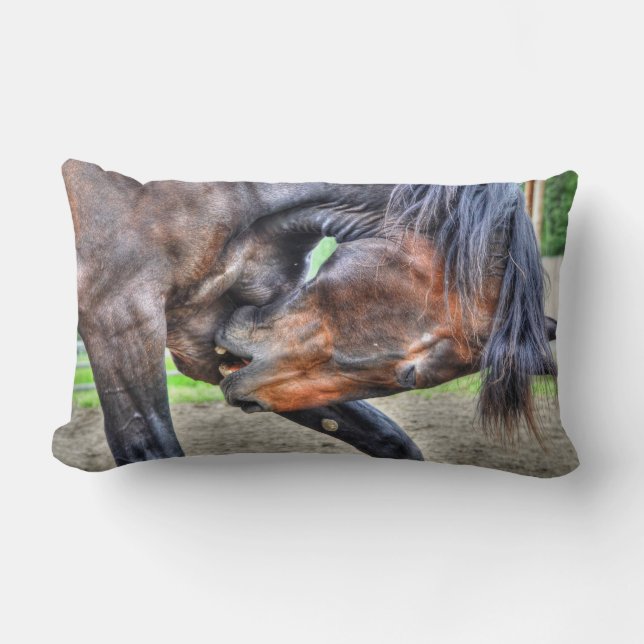 Black Percheron Gelding Horse Preening Photo Lumbar Cushion (Front)