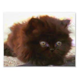 Black persian kitten photo print