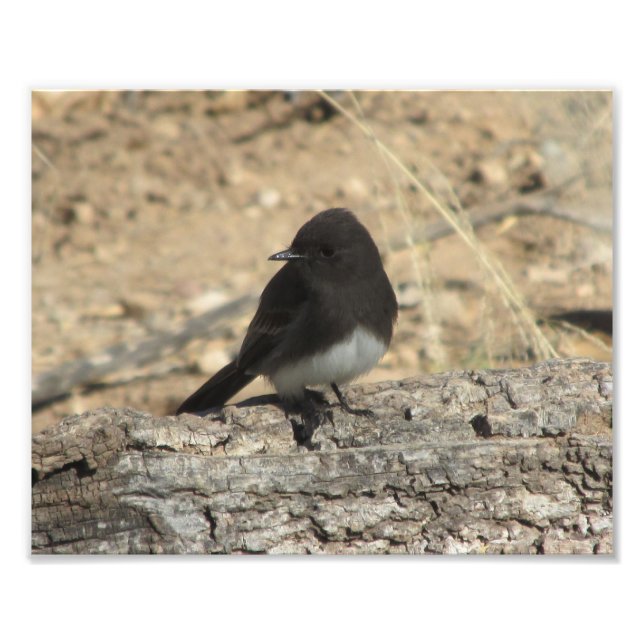 Black Phoebe Custom 10" x 8" Photo Enlargement (Front)
