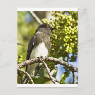 Black Phoebe Postcard