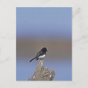 Black Phoebe Postcard