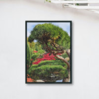 Black Pine and Red Japanese Maple Tree