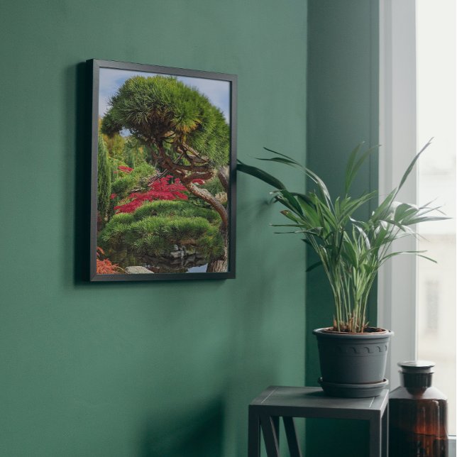 Black Pine Tree and Red Japanese Maple Photo Print (In Situ Framed)