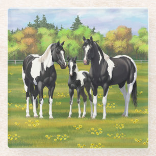 Black Pinto Paint Quarter Horses In Summer Pasture Glass Coaster