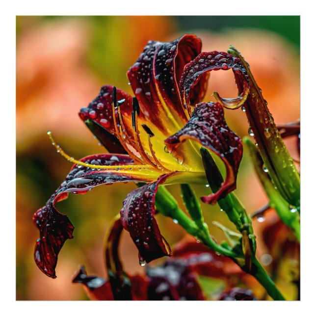 "Black Plush" Daylily Photo Print (Front)