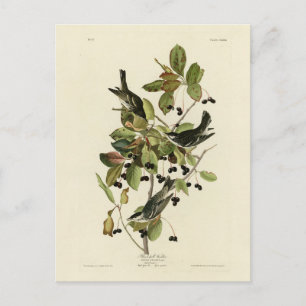 Black-poll Warbler from Audubon's Birds of America Postcard
