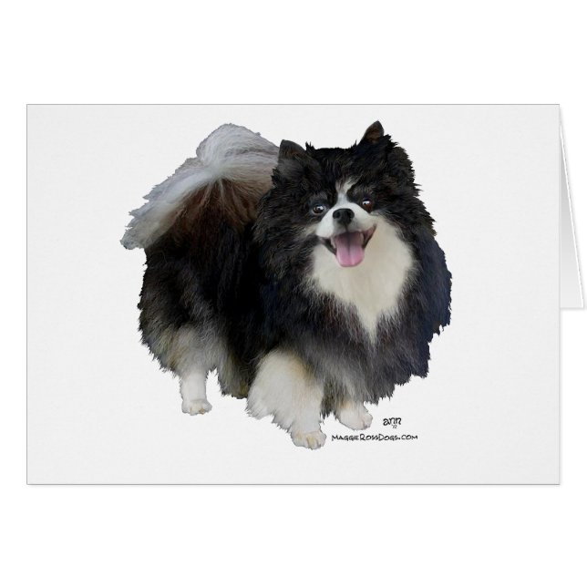 Black Pomeranian (Front Horizontal)