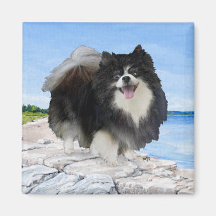 Black Pomeranian at the Seashore Magnet