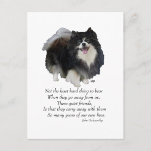 Black Pomeranian Keepsake Postcard
