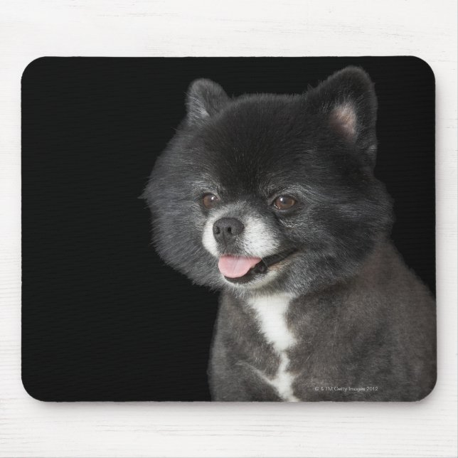 Black Pomeranian looking to the left Mouse Pad (Front)