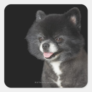 Black Pomeranian looking to the left Square Sticker