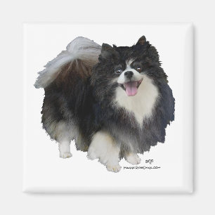Black Pomeranian Magnet