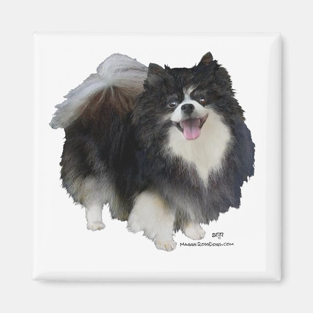 Black Pomeranian Magnet (Front)