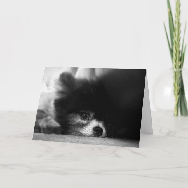 Black Pomeranian Portrait Card (Front)