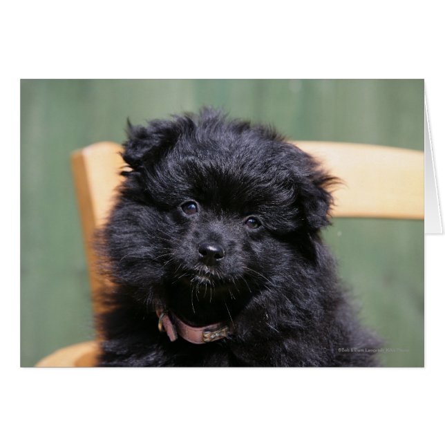 Black Pomeranian Puppy (Front Horizontal)