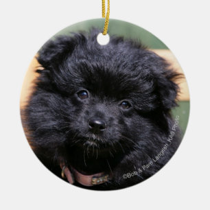 Black Pomeranian Puppy Ceramic Ornament