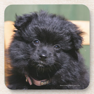 Black Pomeranian Puppy Coaster