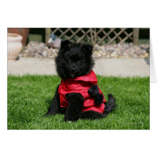 Black Pomeranian Puppy Looking at Camera