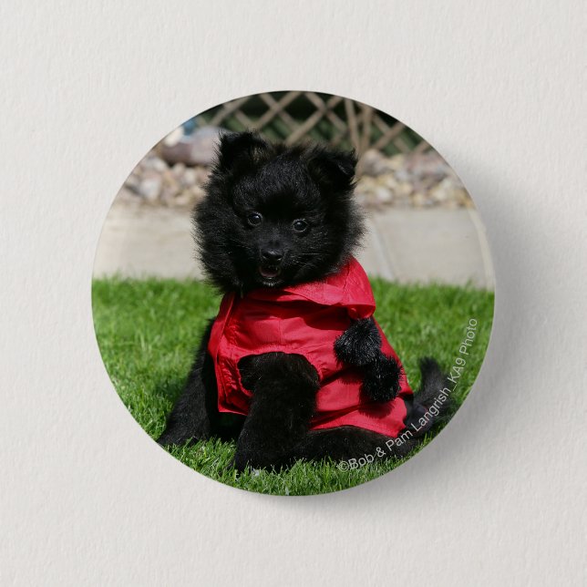 Black Pomeranian Puppy Looking at Camera 6 Cm Round Badge (Front)