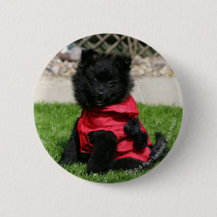 Black Pomeranian Puppy Looking at Camera 6 Cm Round Badge