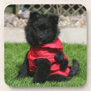 Black Pomeranian Puppy Looking at Camera Coaster