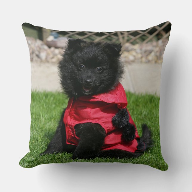 Black Pomeranian Puppy Looking at Camera Cushion (Front)