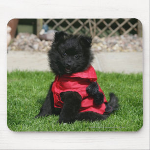 Black Pomeranian Puppy Looking at Camera Mouse Pad