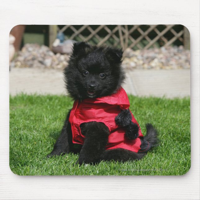 Black Pomeranian Puppy Looking at Camera Mouse Pad (Front)