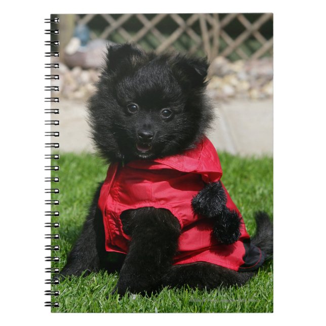 Black Pomeranian Puppy Looking at Camera Notebook (Front)