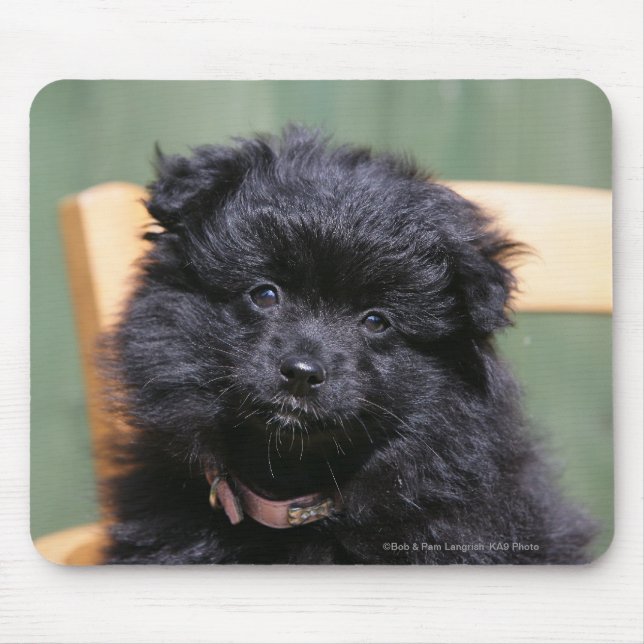 Black Pomeranian Puppy Mouse Pad (Front)