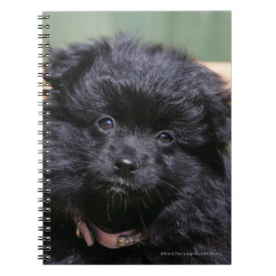 Black Pomeranian Puppy Notebook