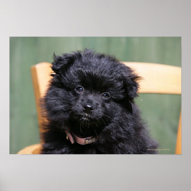 Black Pomeranian Puppy Poster (Front)