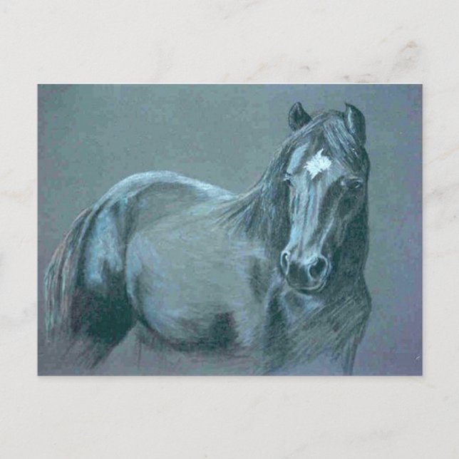 Black Pony Postcard (Front)
