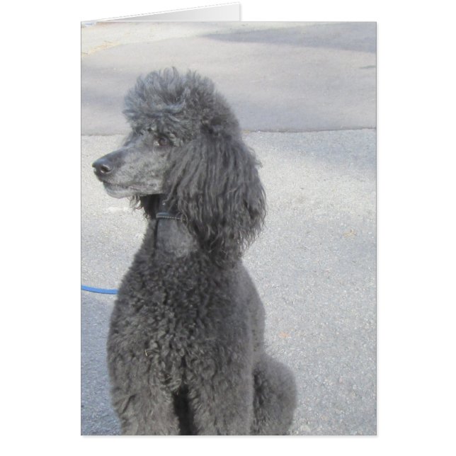 Black Poodle Card (Front)