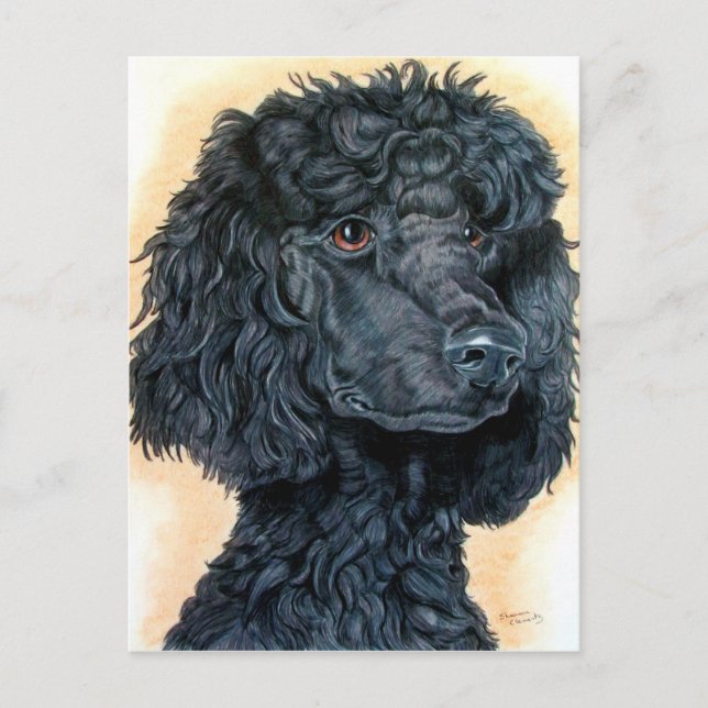 Black Poodle Postcard (Front)