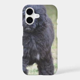 Black Portuguese Water Dog