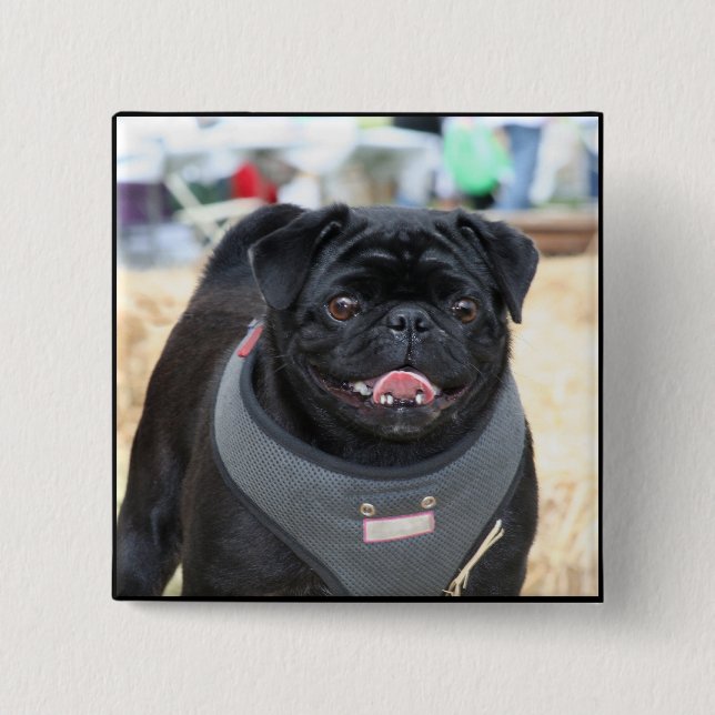 Black Pug Button (Front)