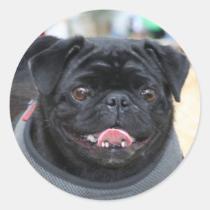 Black Pug Dog stickers