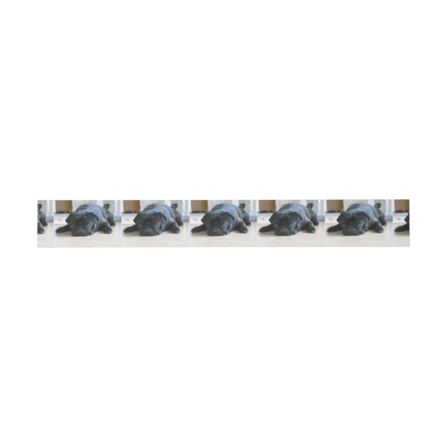black pug flat invitation belly band (Flat)