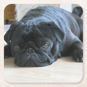 black pug flat square paper coaster