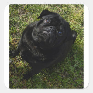 black-pug full.png square sticker