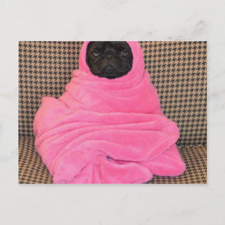 Black Pug in A Pink Blanket Postcard