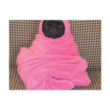 Black Pug in A Pink Blanket