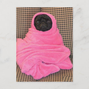 Black Pug in A Pink Blanket Postcard
