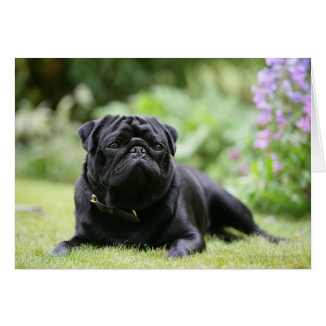 Black Pug Laying Down (Front Horizontal)