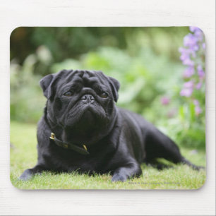 Black Pug Laying Down Mouse Pad