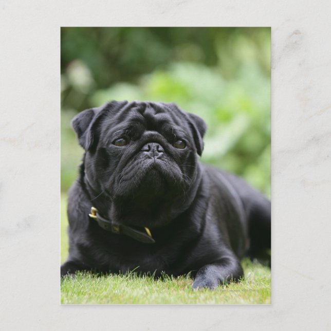 Black Pug Laying Down Postcard (Front)