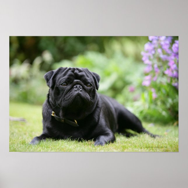 Black Pug Laying Down Poster (Front)